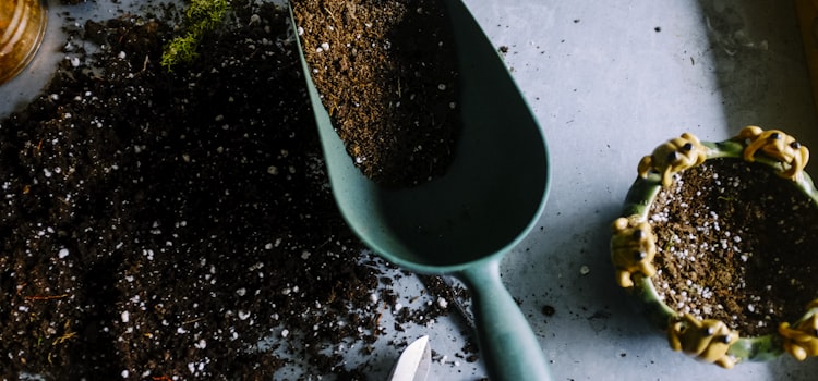A garden allotment